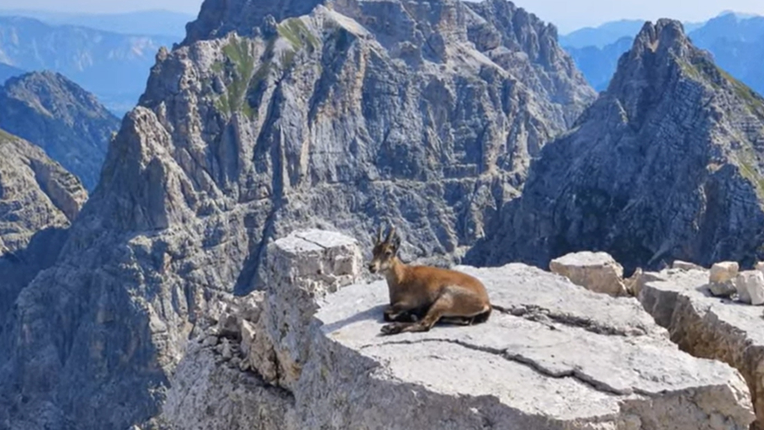 Video Bivacco Luca Vuerich dal sentiero Ceria Merlone